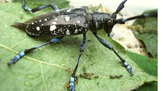 Tree Slayer: Asian Longhorned Beetle