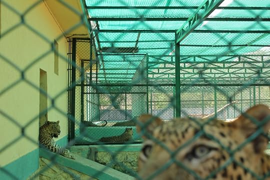 Leopard detention camp, in Mumbai (Photo: Richard Conniff)
