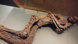 bog bodies museum ireland