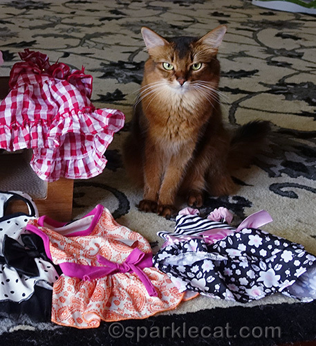 somali cat sitting in front of a couple of cat dresses