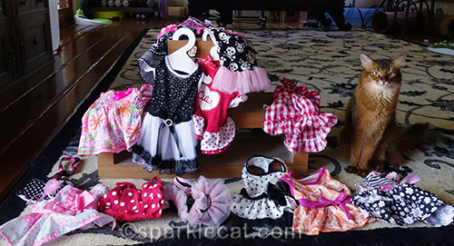 somali cat surrounded by all her cat dresses