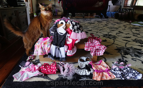 somali cat can't decide what to pack