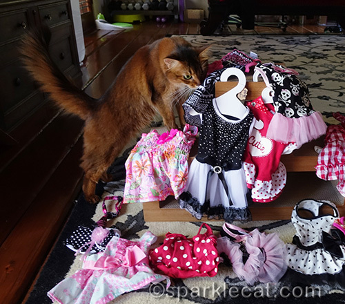 Somali cat picking out dresses for the blogpaws conference