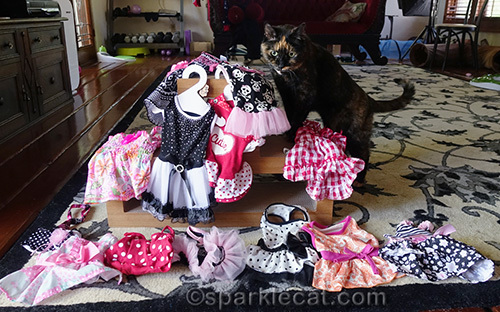tortoiseshell cat surrounded by cat clothes.