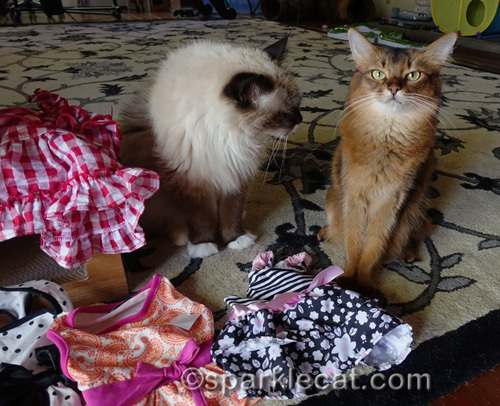 Ragdoll cat and Somali cat with cat dresses