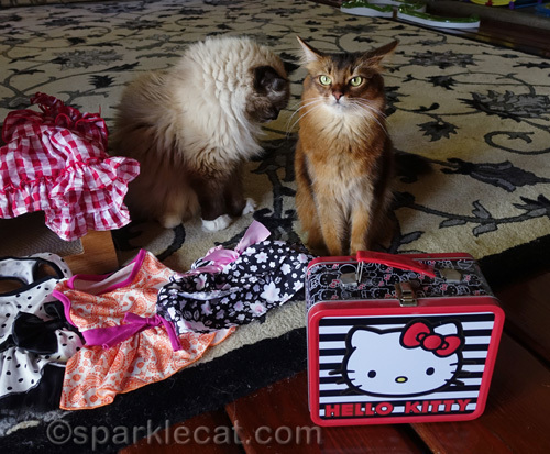 somali cat and ragdoll cat with Hello Kitty lunchbox