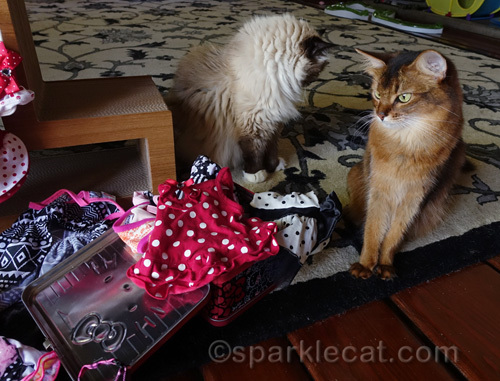 somali cat puzzled about packing for the BlogPaws conference