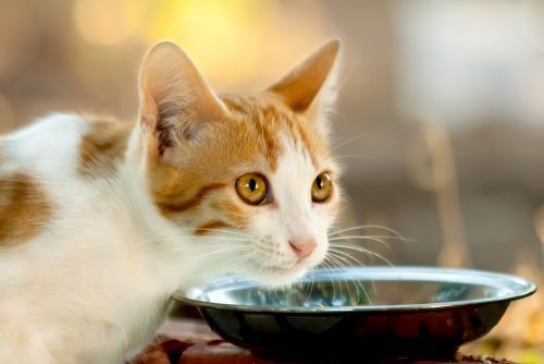 raw-cat-food