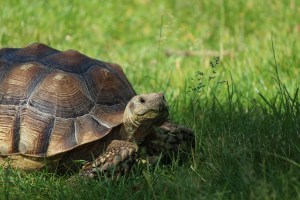 turtle power