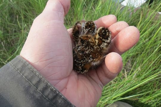 iso kalu pieni poikasen sixe video tyttö