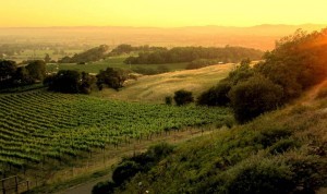 Vineyard