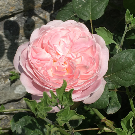 2016-06-09 12.36.04-1