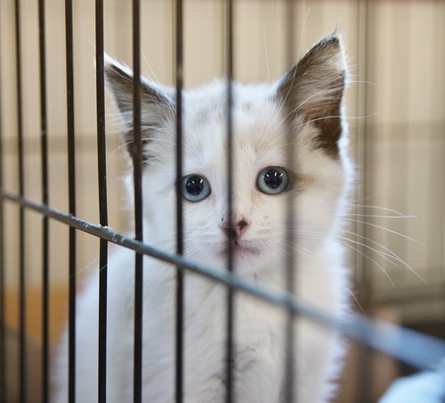 adopt-a-cat-month