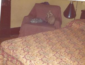 BEDROOM CHAIR WITH CAT