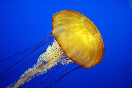 myths and facts about jellyfish (and other myths)