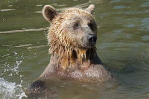 Bear in the water