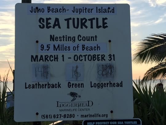 Turtle count