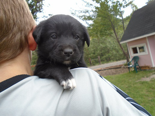 Puppy #3 (2)