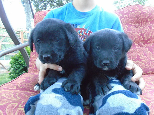 Puppy #6 and 7