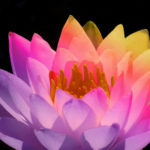 lotusrainbow