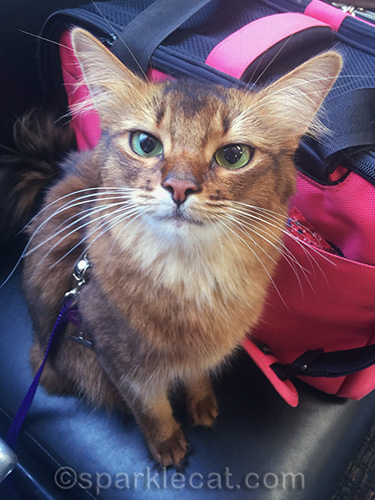 somali cat at Burbank airport, waiting for flight to the BlogPaws conference