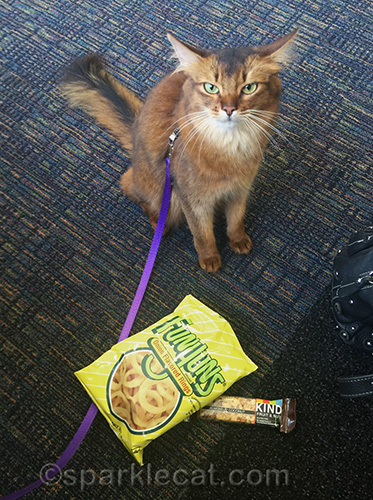 somali cat wondering about her human's breakfast choices