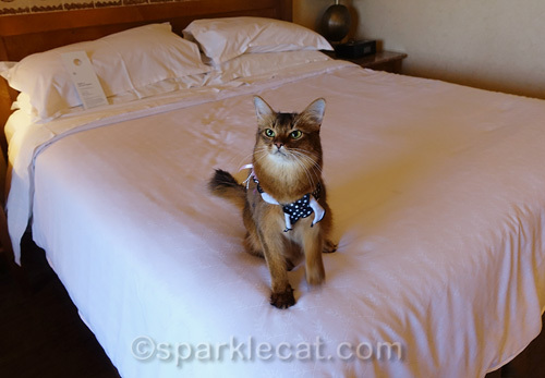 happy somali cat on hotel bed