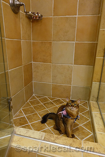 somali cat checking out hotel shower