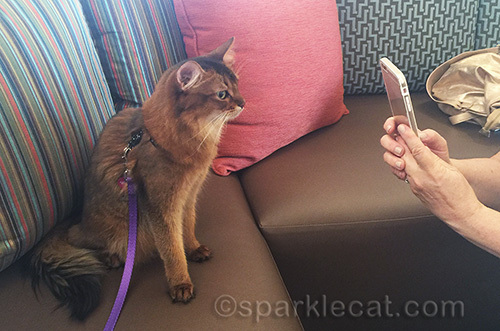 Somali cat posing for a fan