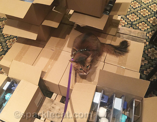 somali cat surrounded by boxes