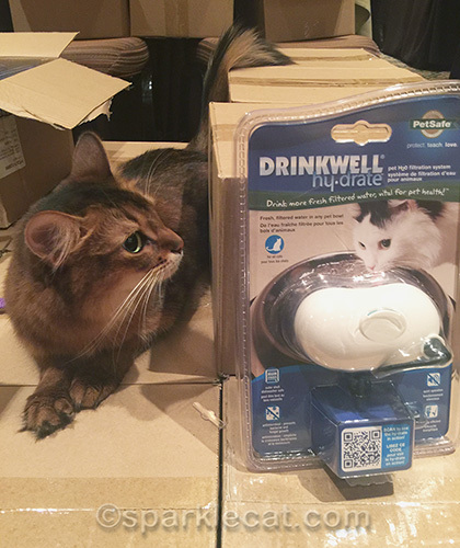 somali cat looking at drinkwell swag