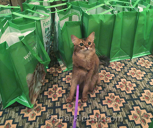 somali cat sitting with CWA goodie bags