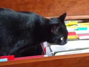 Author's Assistant & Muse