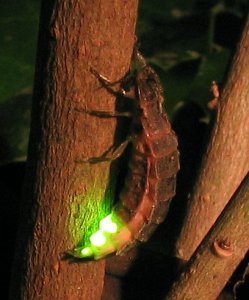 glowworm Lampyris_noctiluca