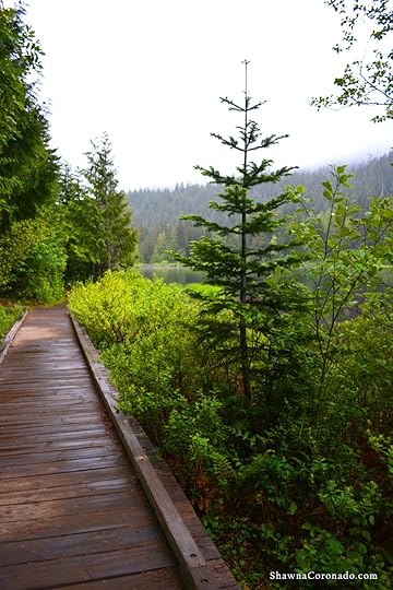 Lake Trillium and Mount Hood Pines copyright Shawna Coronado