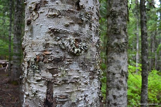 Lake Trillium and Mount Hood Tree Bark copyright Shawna Coronado