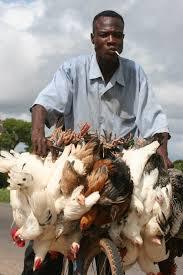 Chicken distribution in Burkina Faso