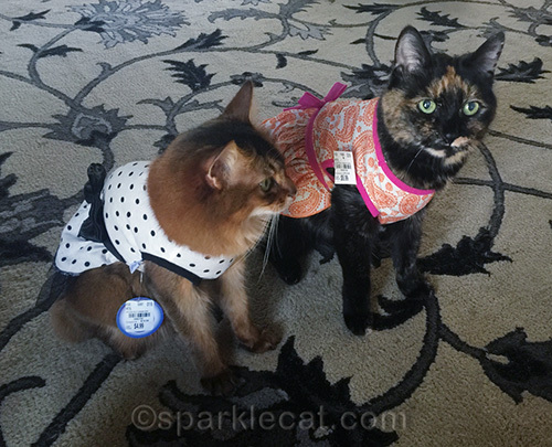 somali cat and tortoiseshell cat in dresses for an impromptu modeling session