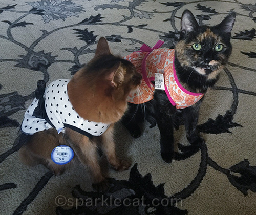 somali cat watching tortoiseshell cat pose for the camera
