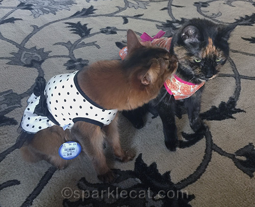 somali cat giving advice to tortoiseshell cat