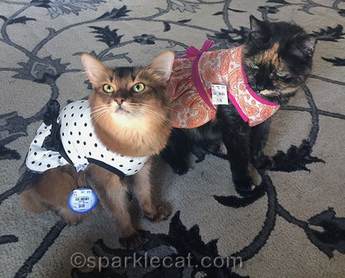 tortoiseshell cat watches somali cat strike a pose