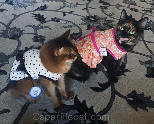 tortoiseshell cat sticks her tongue out at somali cat