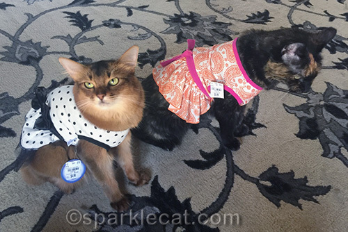 somali cat rolls her eyes about tortoiseshell cat