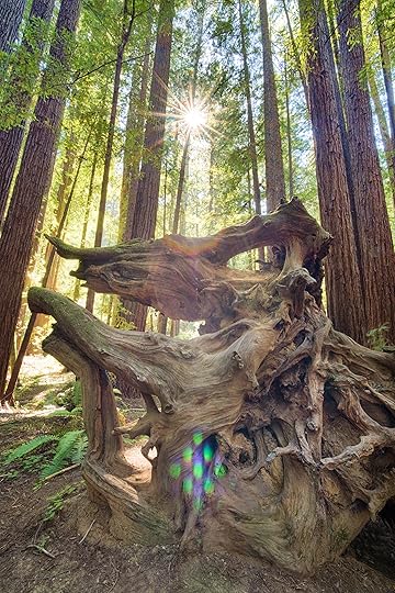 Dragon of the Redwoods © Harold Davis