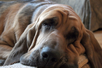Bella_the_Saint-Hubert_Bloodhound_relaxes