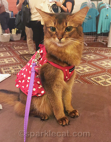 somali cat in exhibition hall of BlogPaws