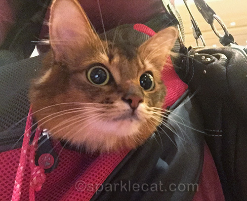 somali cat in sling in BlogPaws exhibition hall.