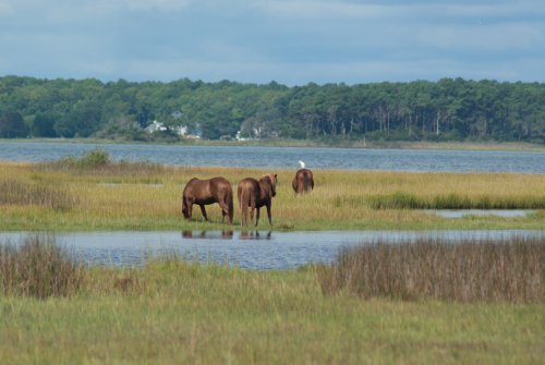 Wild_ponies_on_Assateague_Island_National_Seashore_by_Bonnie_Gruenberg