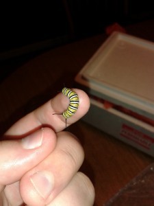 Monarch caterpillar.