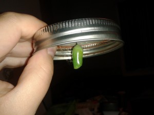 Monarch chrysalis.